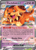 Dachsbun ex 67/142 Stellar Crown English Pokémon card